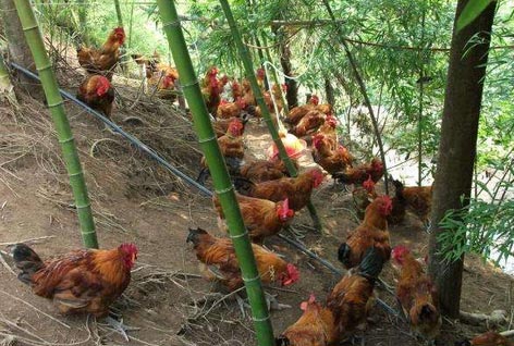 府东社区开展文明劝导服务队活动-星空·综合体育