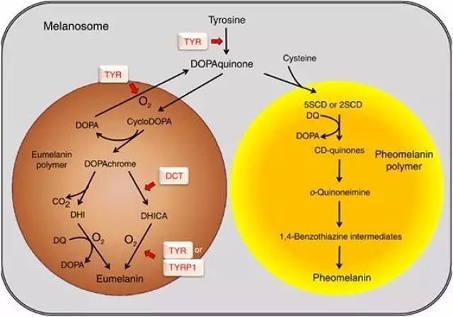 《我的英雄学院》第4季第一集获8分 详细剧情简介|星空·综合