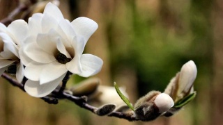 星空·综合体育：魔道祖师2动画各角色人物配音表介绍 羡云篇配