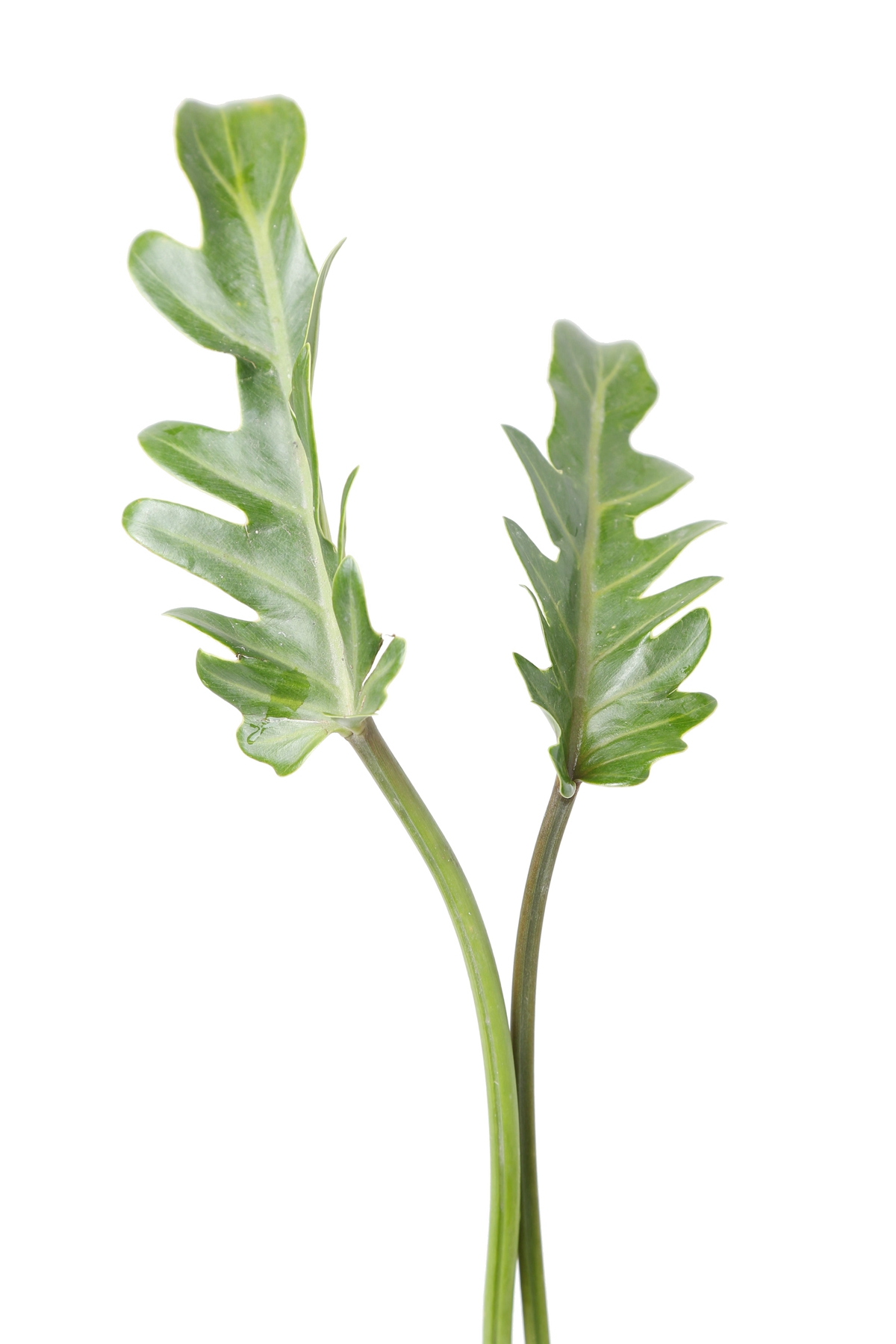 纯粹调侃！诚哥因神木隆之介而“吃醋”-星空·综合体育