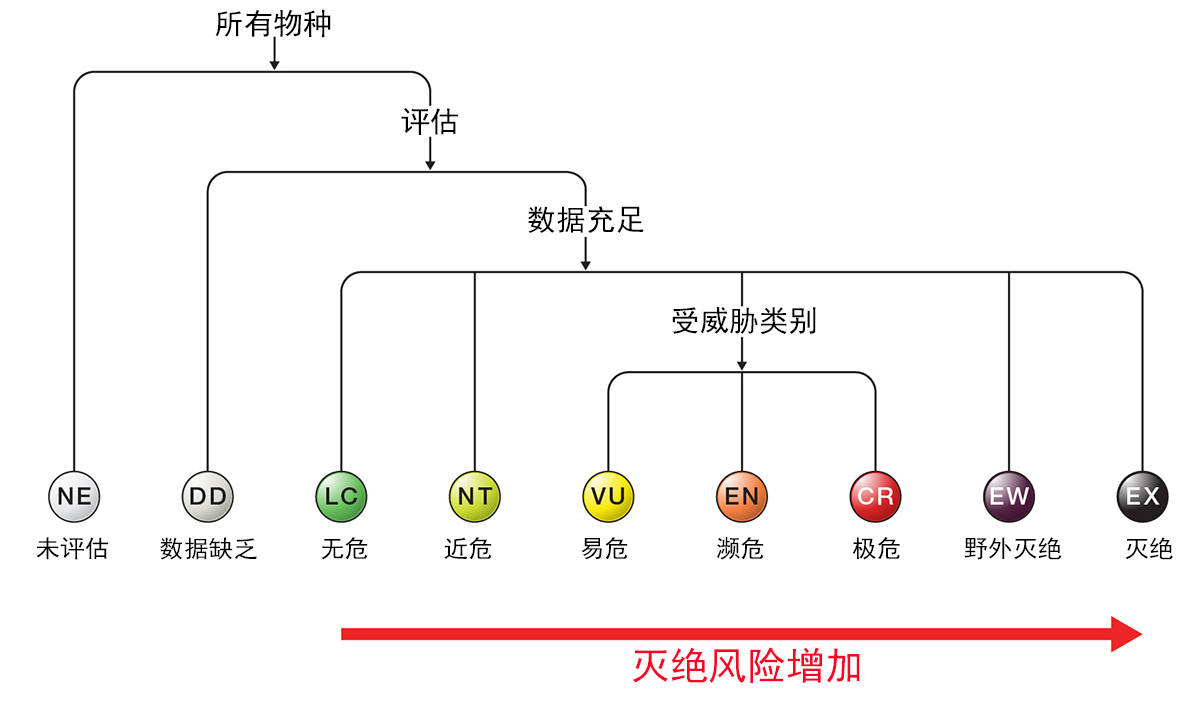 
华南虎到底灭绝了没有？现在野外另有华南虎吗？【星空综合】(图4)